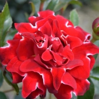 Роза флорибунда "Ред Леди Раффлc" Red Lady Ruffle
