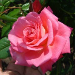 Троянда плетиста "Шогун" Shogun