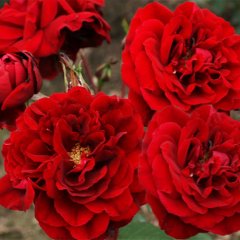 Троянда шраб "Ізабель Ренесанс" Isabelle Renaissance
