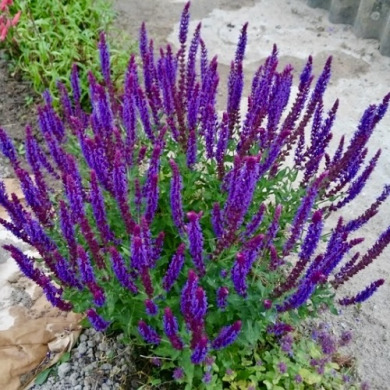 Шалфей дубравный Salvia (горшок С2)