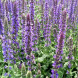 Шалфей дубравный Salvia (горшок С2)