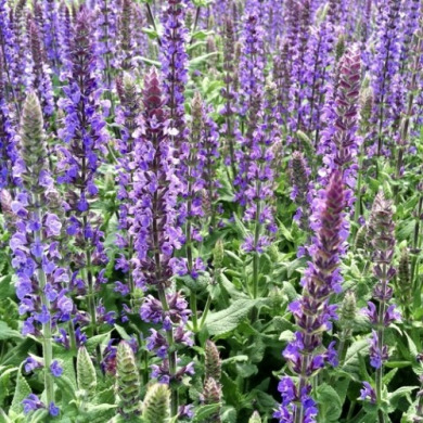 Шалфей дубравный Salvia (горшок С2)