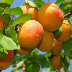 Слива-абрикос "Апріум" (гібрид)
