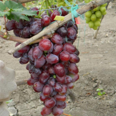 Столовый виноград "Румейка"