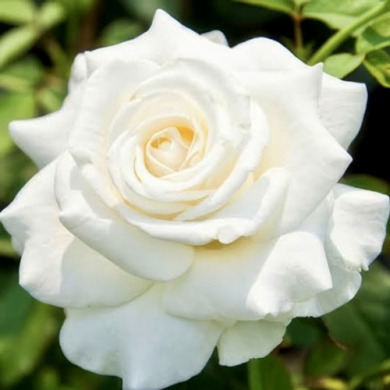 Роза чайно-гибридная "Паскали" Pascali Роза чайно-гибридная "Паскали" Pascali