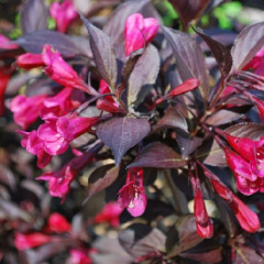 Вейгела цветущая "Александра" Alexandra (закрытый корень Р9)