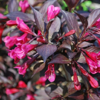 Вейгела цветущая "Александра" Alexandra (закрытый корень Р9)