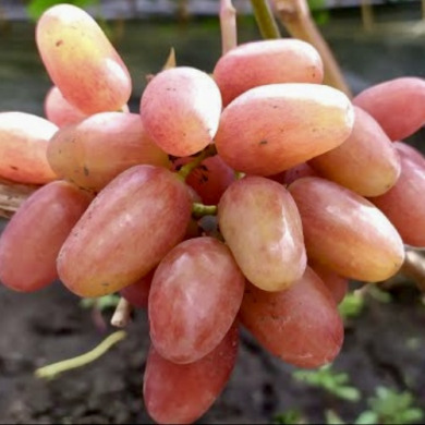 Виноград столовый "Тарантино"