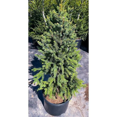 Ель обыкновенная "Купрессина" Cupressina  (Закрытый корень С20)
