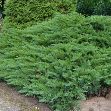 Ялівець козацький "Тамарисцифолія" Tamariscifolia (контейнер С3)