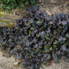 Живучка ползучая "Блэк Скэллоп" Black Scallop