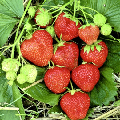 Клубника "Магнус" 5 шт Клубника "Магнус" 5 шт