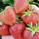 Клубника "Магнус" 5 шт