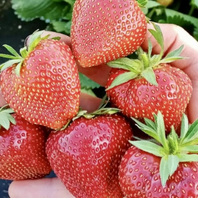 Клубника "Магнус" 5 шт Клубника "Магнус" 5 шт