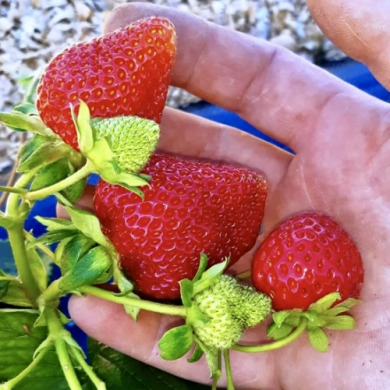 Клубника "Магнус" 5 шт Клубника "Магнус" 5 шт