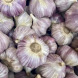 Чеснок посадочный озимый "Харьковский" (головка 5+ ) 0,2 кг 