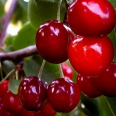 Черешня "Жабуле"