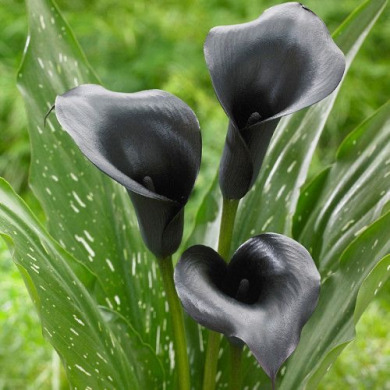 Калла "Black Diamond"  Калла "Black Diamond"