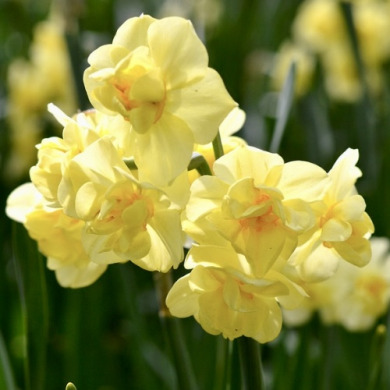Нарцисс многоцветковый "Yellow Cheerfulness" 3 шт