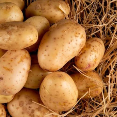 Семенной надранний картофель "Эльф" (1 репродукция, столового назначения) 1кг 