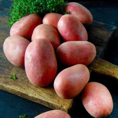 Насіннєва середньорання картопля "Ред Фентезі" (1 репродукція, універсального призначення) 1кг 