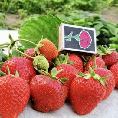 Клубника "Сан Андреас" (ремонтантный сорт) 5 шт, (фриго) 
