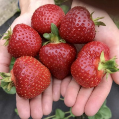 Клубника "Сан Андреас" (ремонтантный сорт) 5 шт