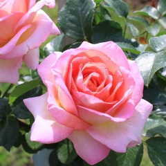 Роза чайно-гибридная "Эль" Elle