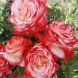 Троянда чайно-гібридна "Імператриця Фарах"
