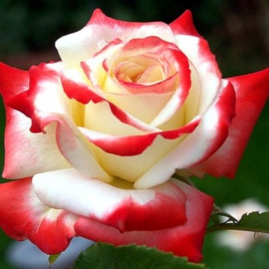 Троянда чайно-гібридна "Імператриця Фарах"