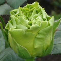 Роза чайно-гибридная "Супер грин" Supergreen