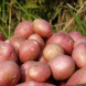 Насіннєва середньопізня картопля "Аладін" (1 репродукція, для смаження, варіння) 1кг