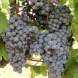 Виноград столовый "Доктор Магер"