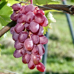 Виноград столовый "Кетлин"