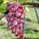 Виноград столовый "Кетлин"