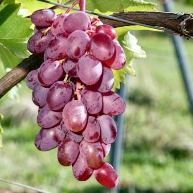 Виноград столовый "Кетлин"