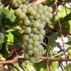 Виноград винный "Фетяска"