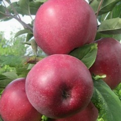 Яблоня "Гала"