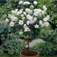 Роза штамбовая "Белая" чайно-гибридная  (закрытый корень)