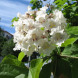 Катальпа (закрытый корень)