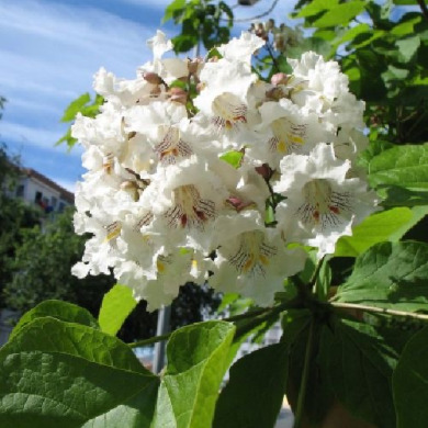Катальпа (закрытый корень)