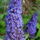 Буддлея Давида "Нано блу" Nanho Blue (закрытый корень)