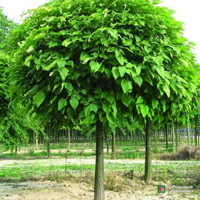 Катальпа (закрытый корень)