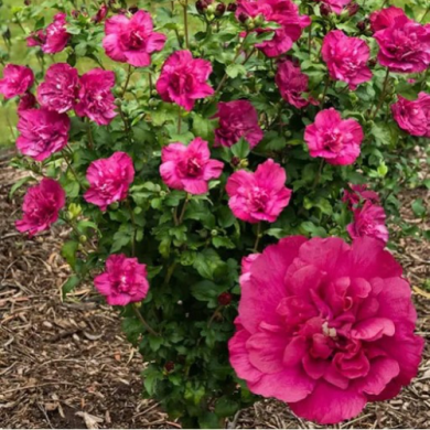 Гибискус сирийский "Маджента Шифон" Magenta Chiffon (закрытый корень С1)