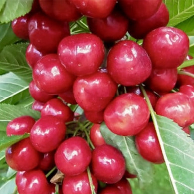 Черешня "Бигаро Харди Гигант"