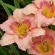 Лилейник "Pink cotton candy" 1шт