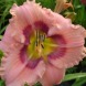 Лилейник "Pink cotton candy" 1шт