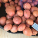 Семенной ранний картофель "Ред Соня" (1 репродукция, для запекания) 20 кг