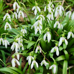 Подснежник "Woronowii" 3 шт