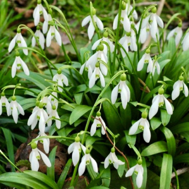 Підсніжник "Woronowii" 3 шт